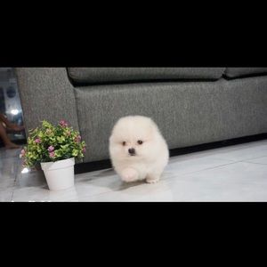 Meet your Posher, Doris